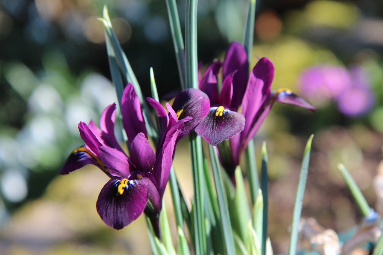 iris  iris purple  flowering free photo