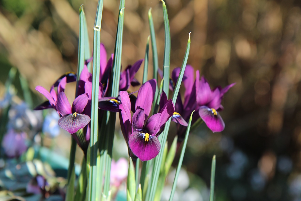 iris  iris purple  flowering free photo