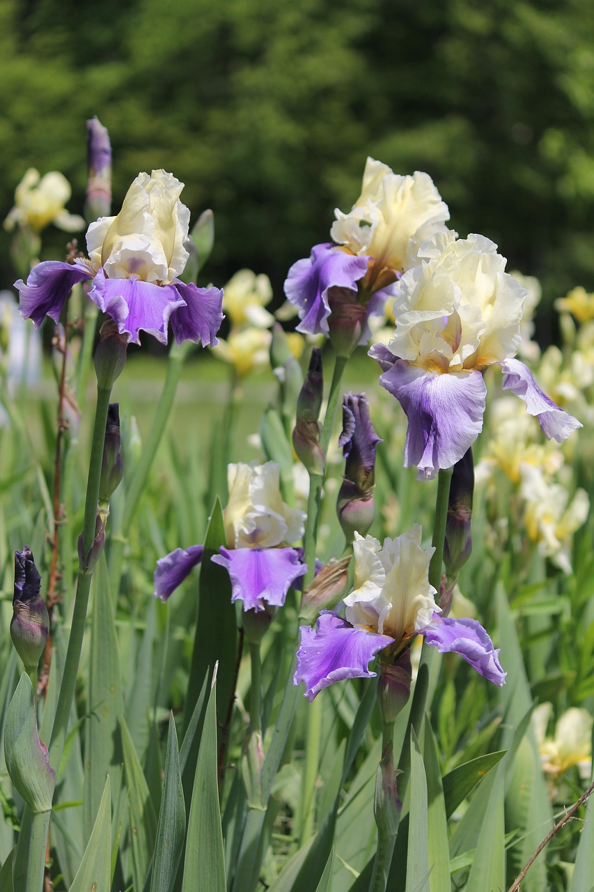 iris  flower  nature free photo