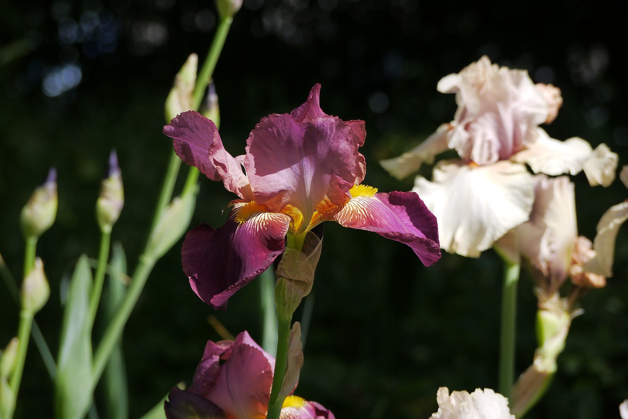 iris  flowers  flower free photo