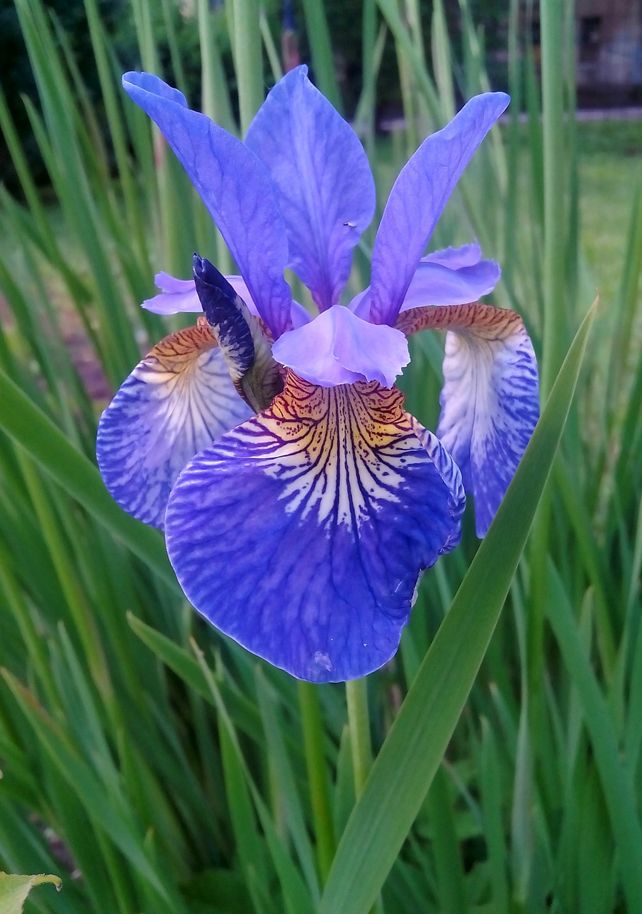 iris  flower  grass free photo