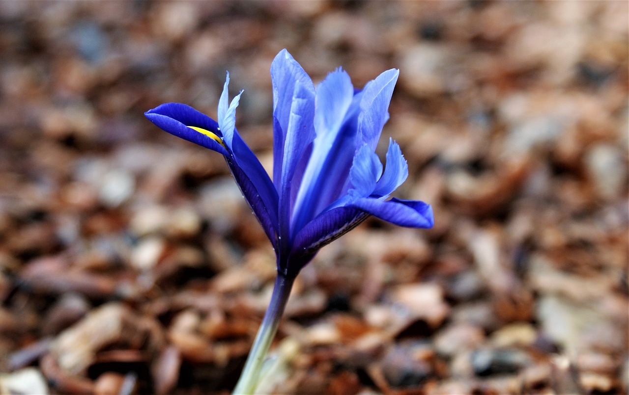 iris  blue  flower free photo