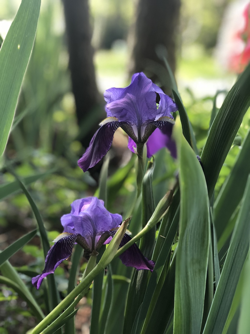 iris  flower  purple free photo