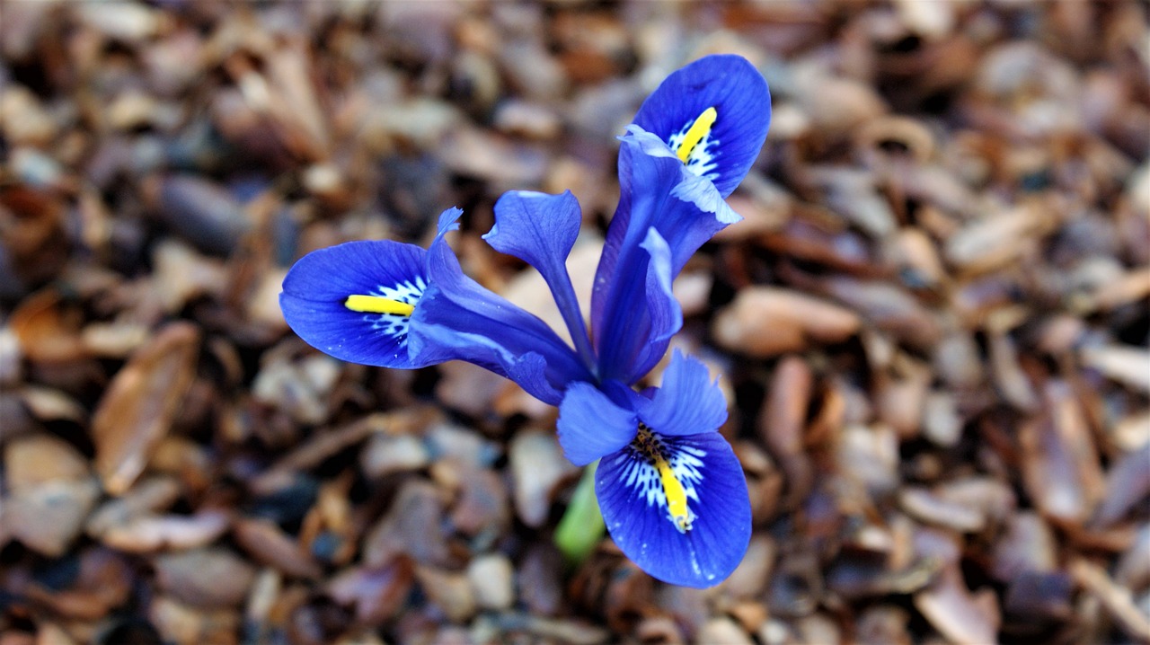 iris  tree bark  garden free photo