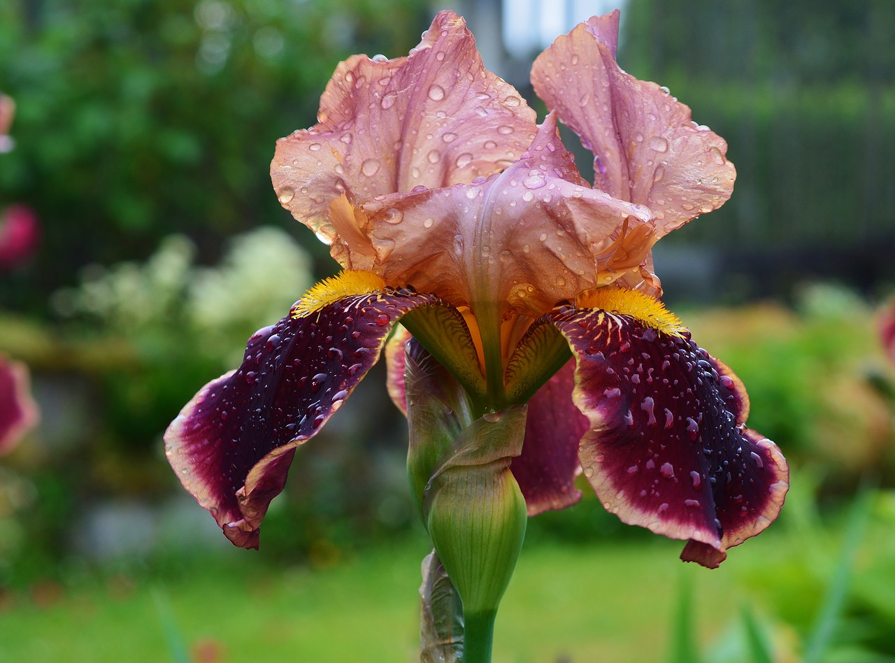 iris  garden  blossom free photo