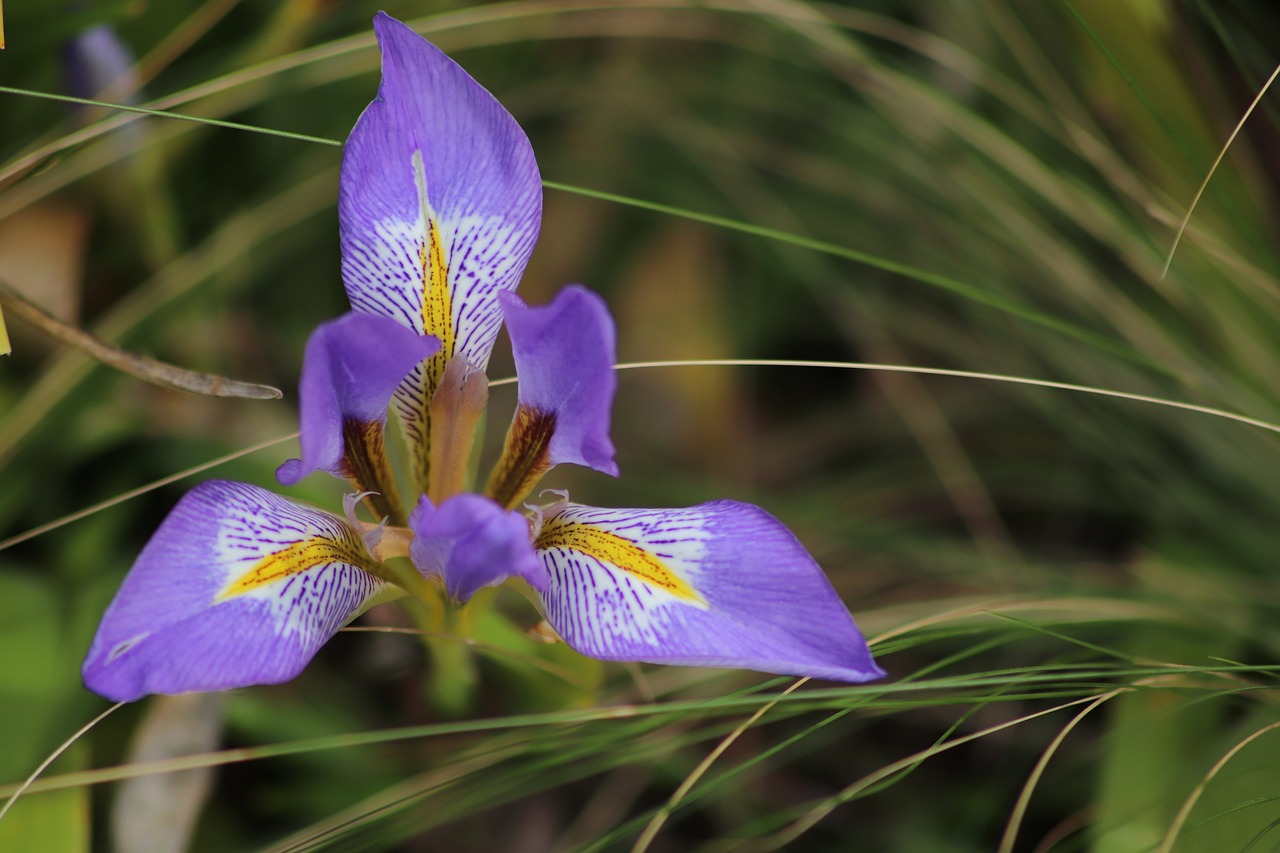 iris  flowers  spring free photo