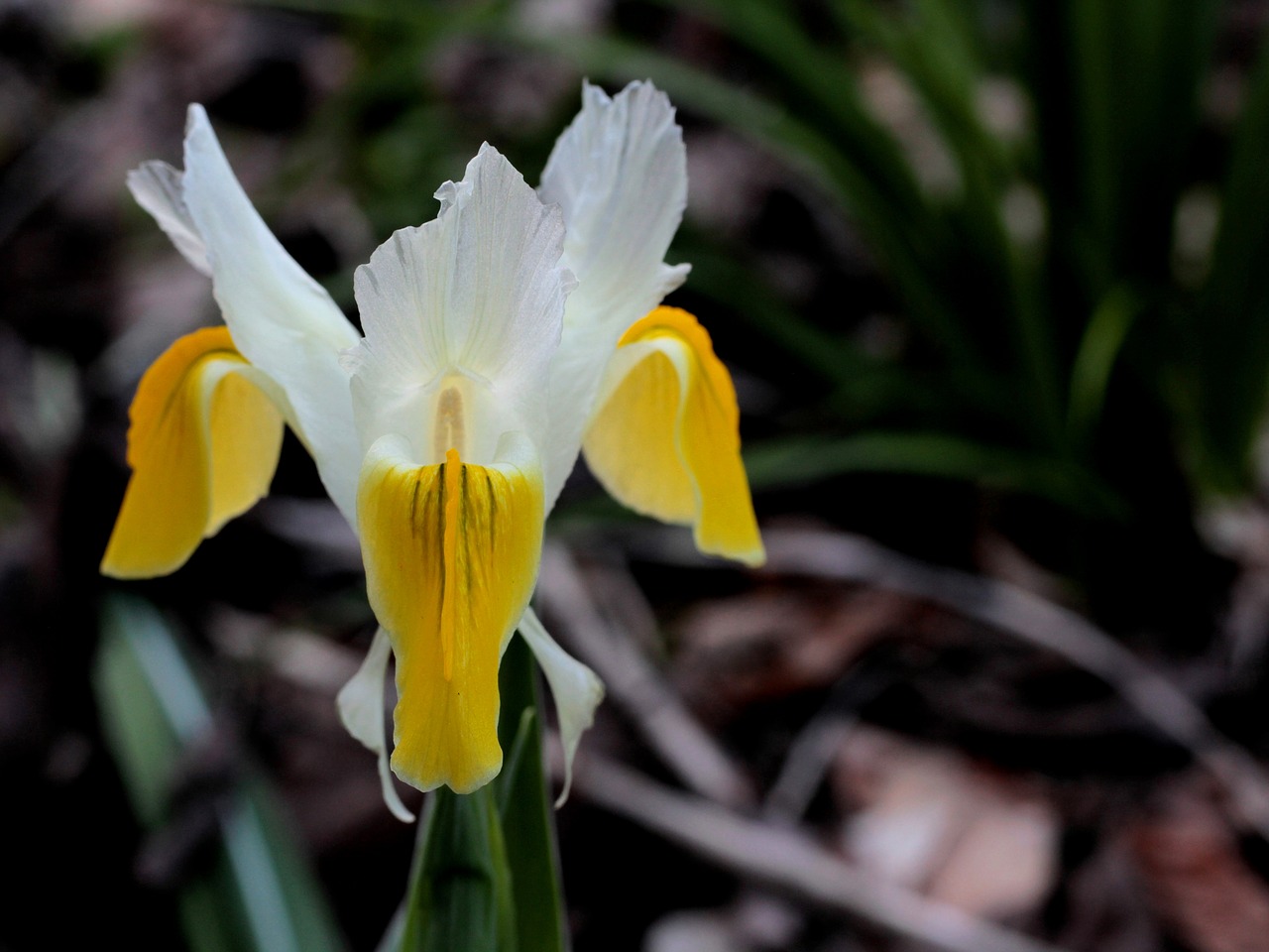 iris  white  yellow free photo