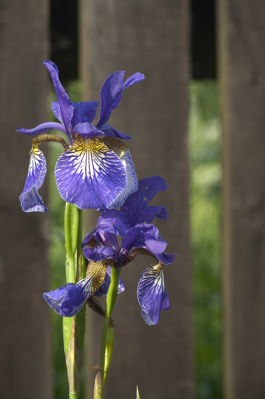 iris  irises  violet free photo