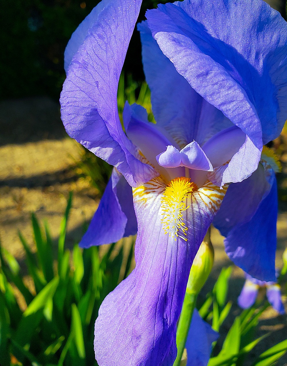 iris  flower  bloom free photo