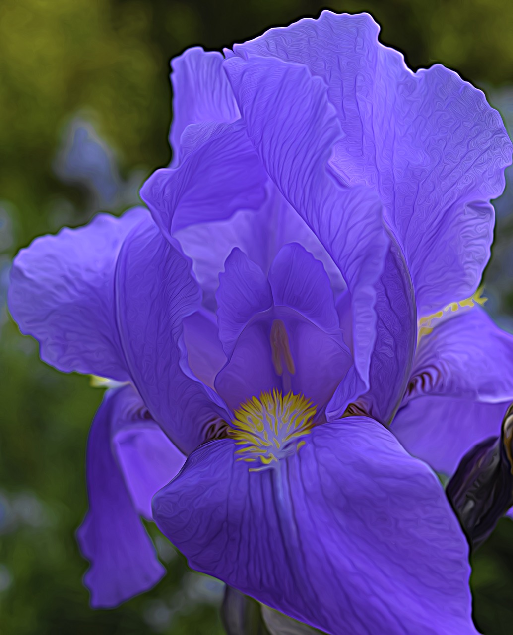 iris  flower  iris flowers free photo