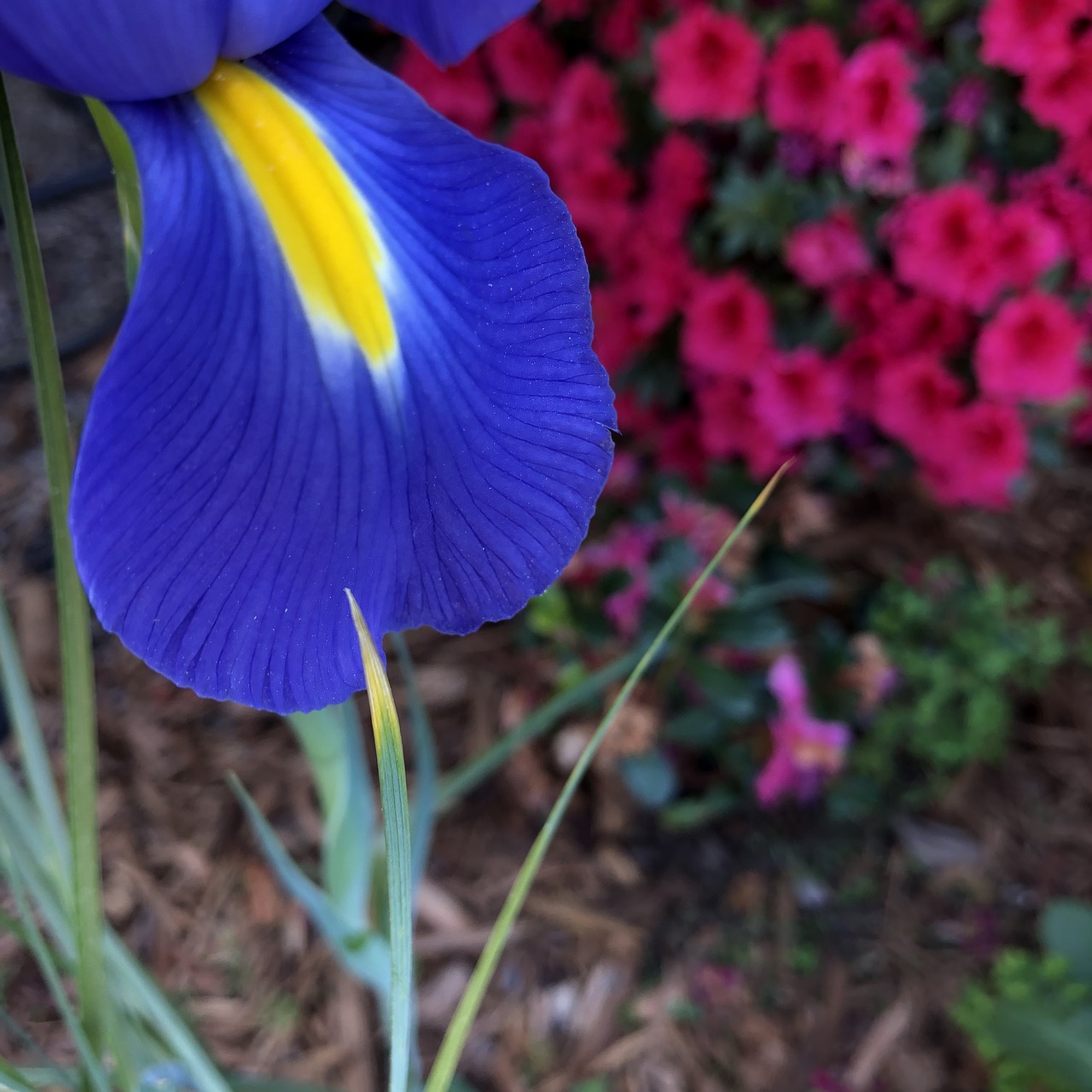 iris  petal  garden free photo