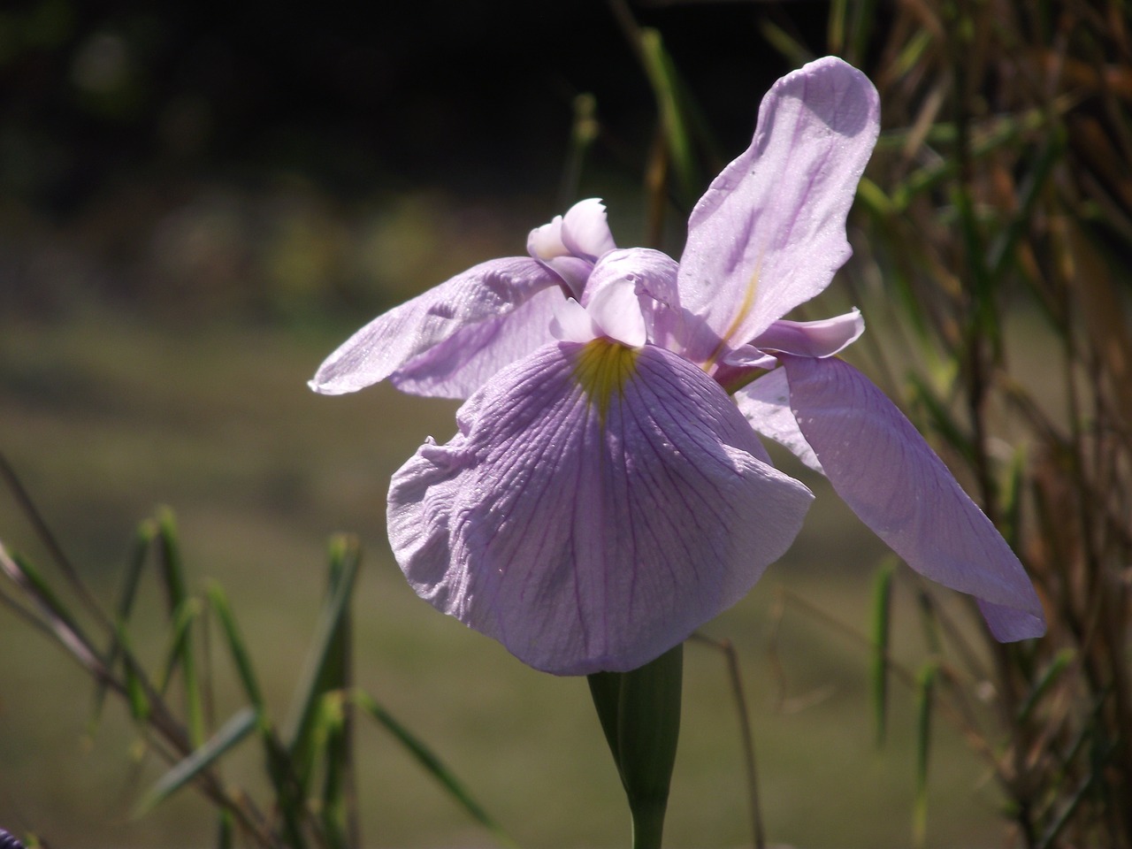 iris  blossom  bloom free photo