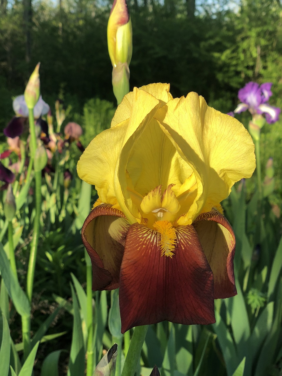 iris  bloom  spring free photo