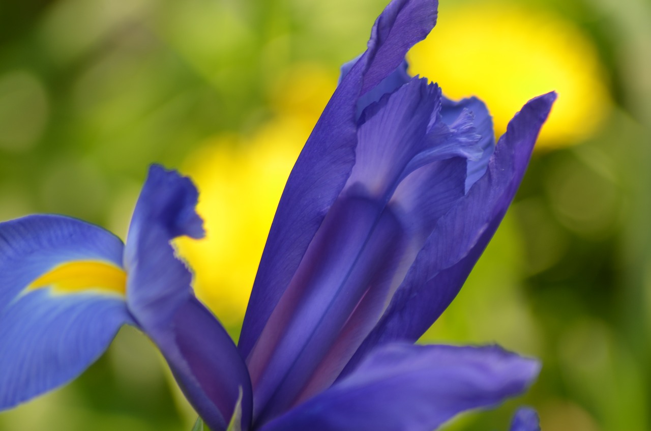 iris  flower  spring free photo