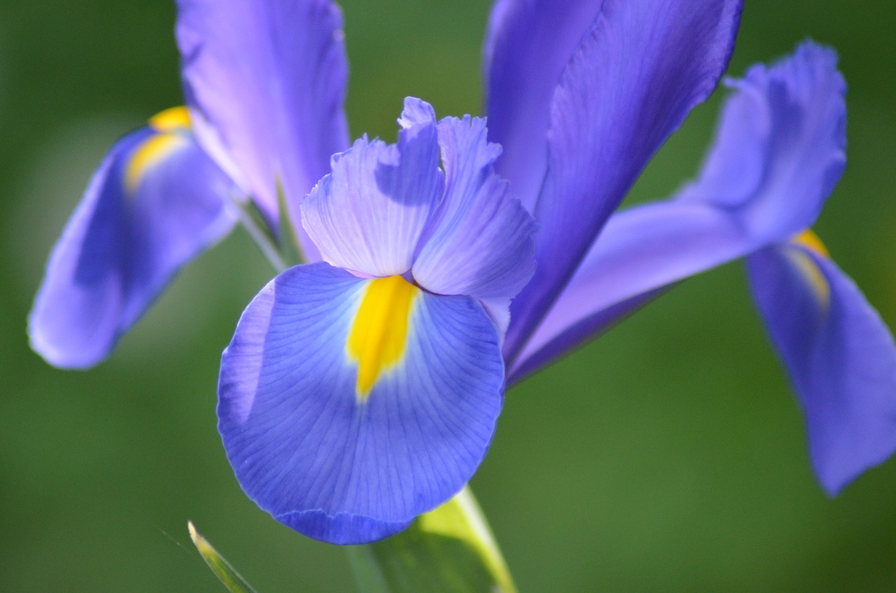 iris  flower  spring free photo