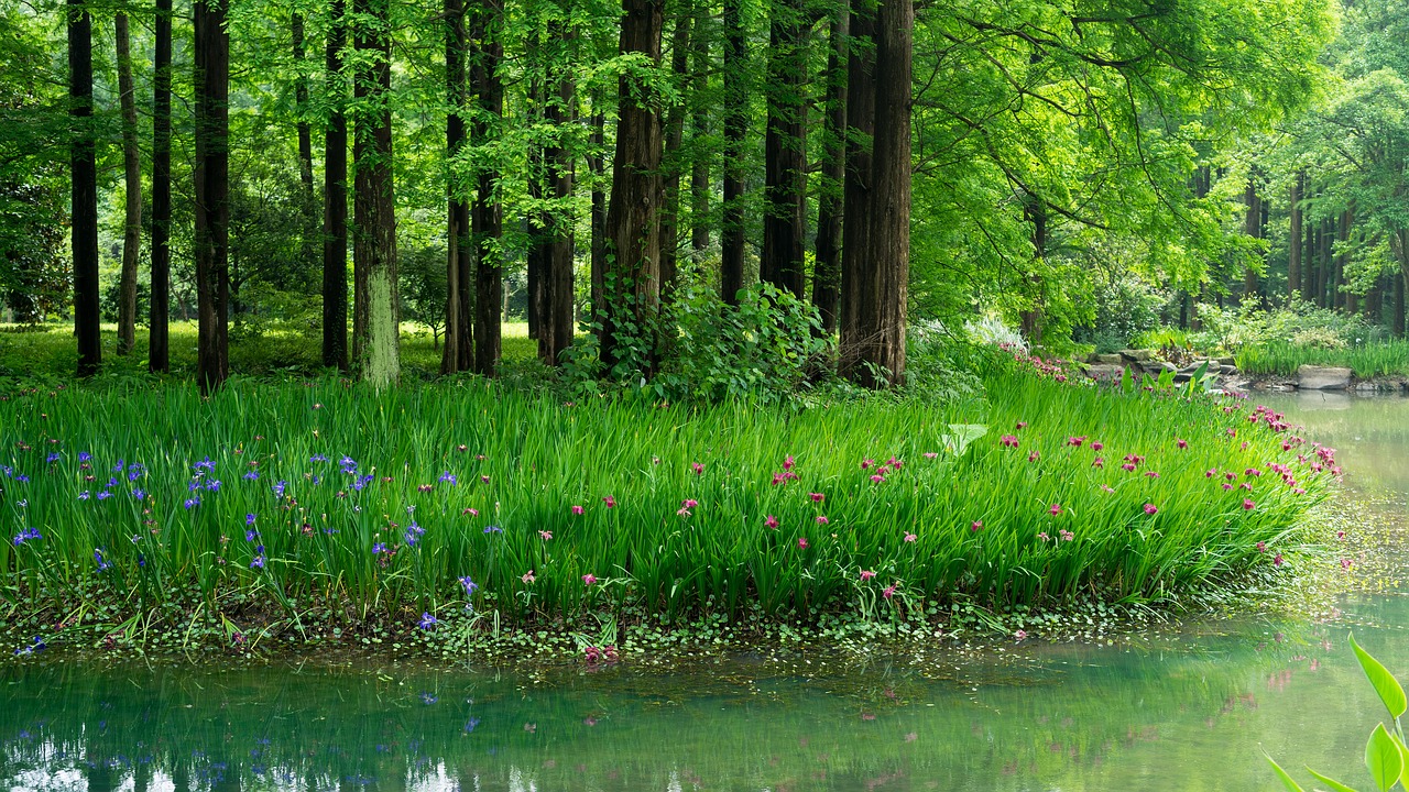 iris  metasequoia  flower free photo