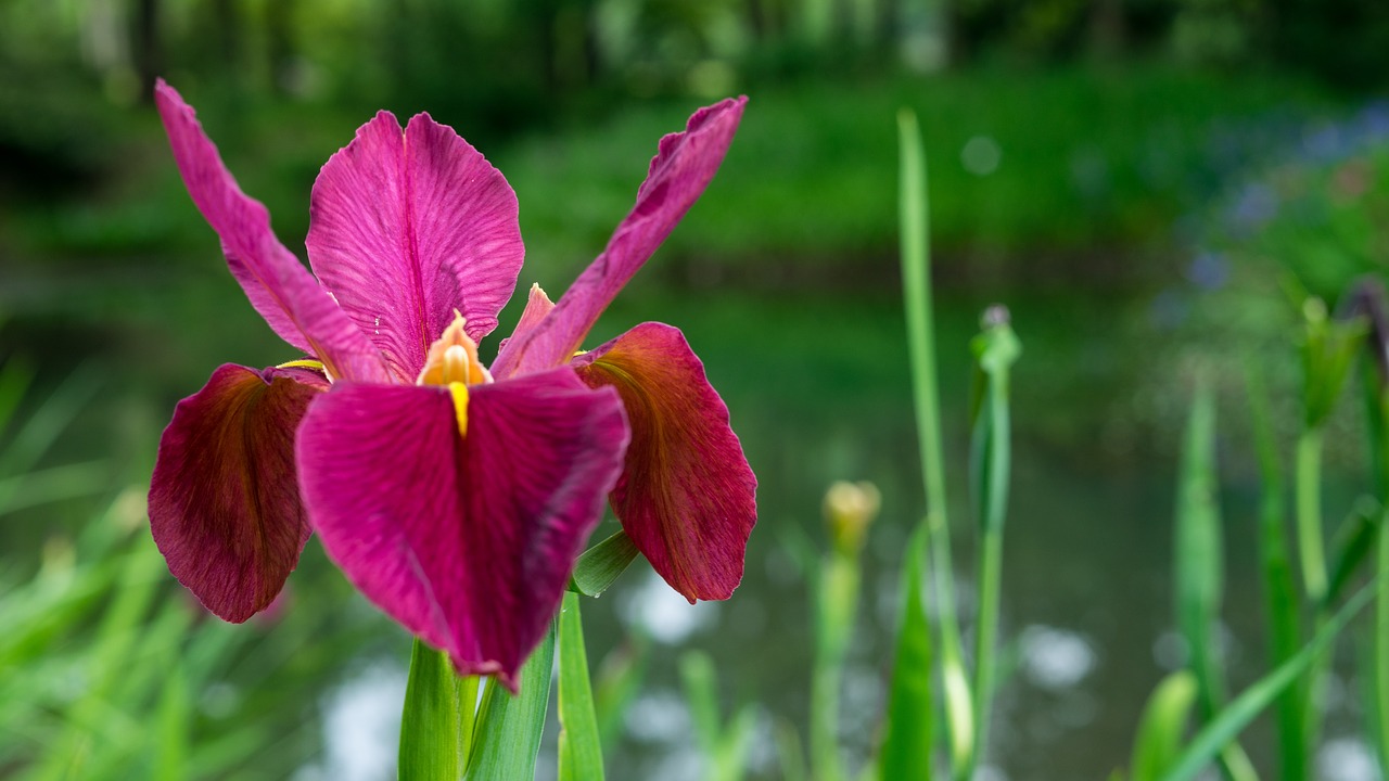 iris  magenta  flower free photo