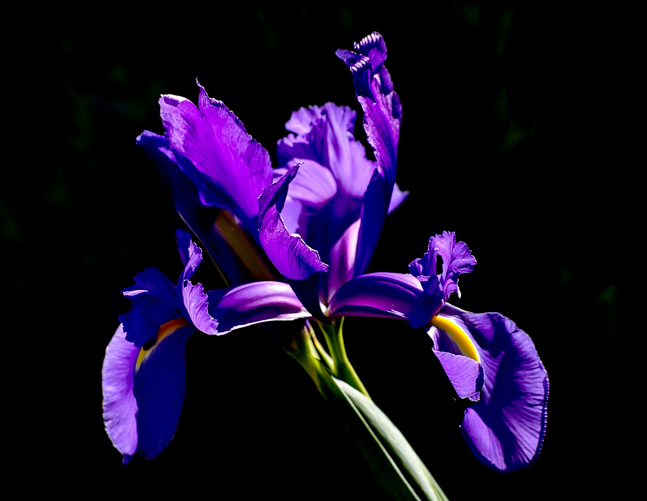 iris  flower  purple free photo