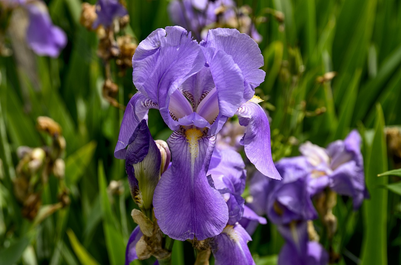 iris  flower  purple free photo
