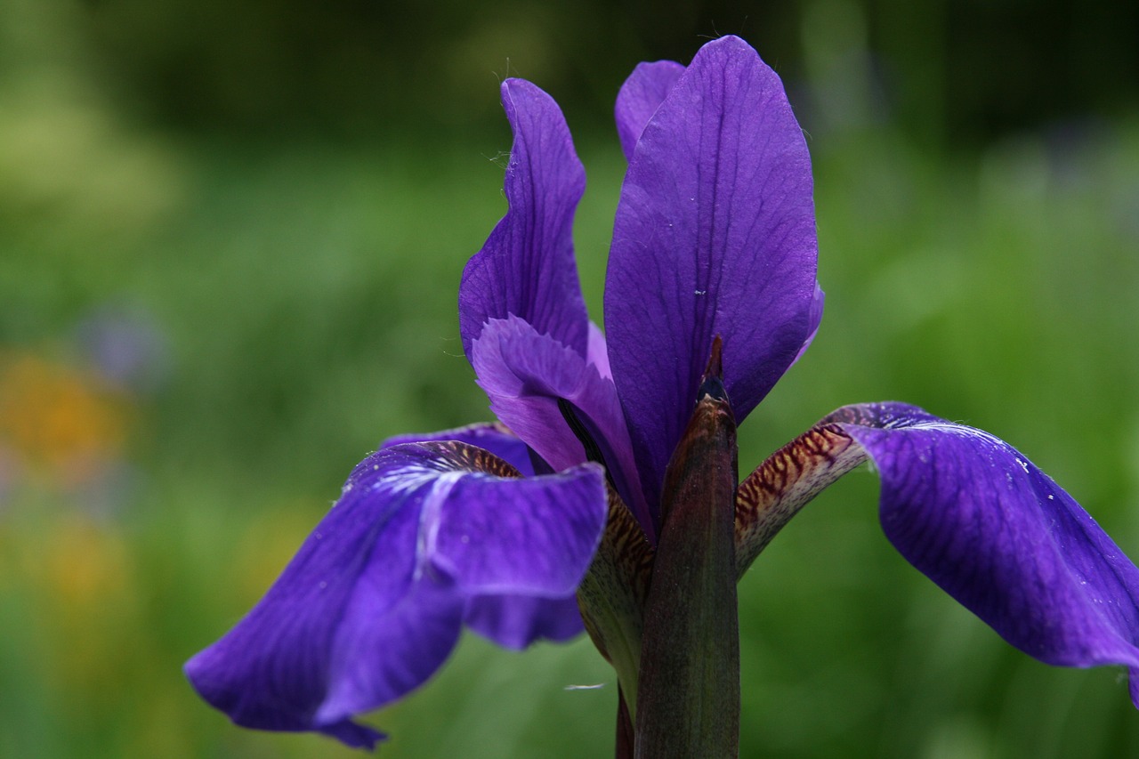 iris  iris sibirica  siberian schwertlilie free photo