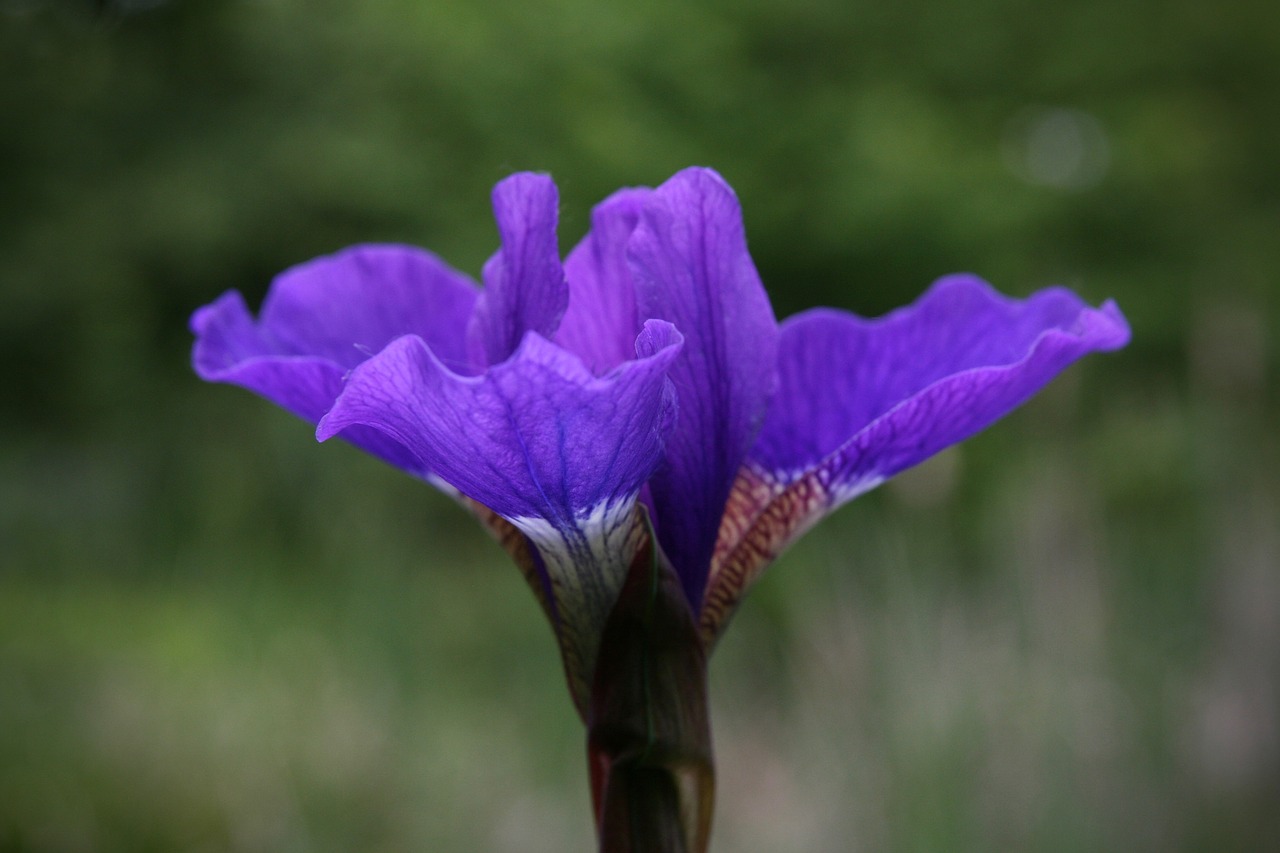 iris  iris sibirica  siberian schwertlilie free photo