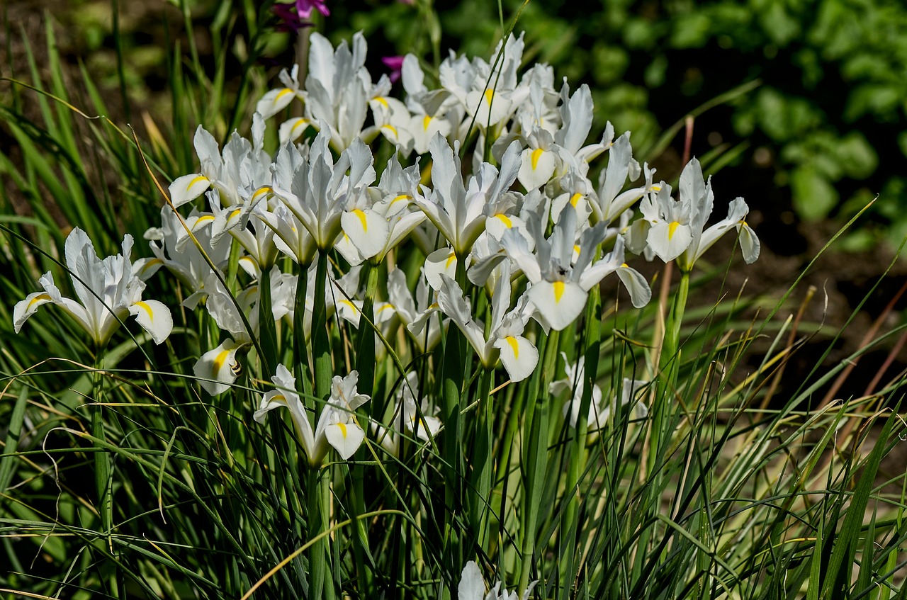 iris  white  spring free photo