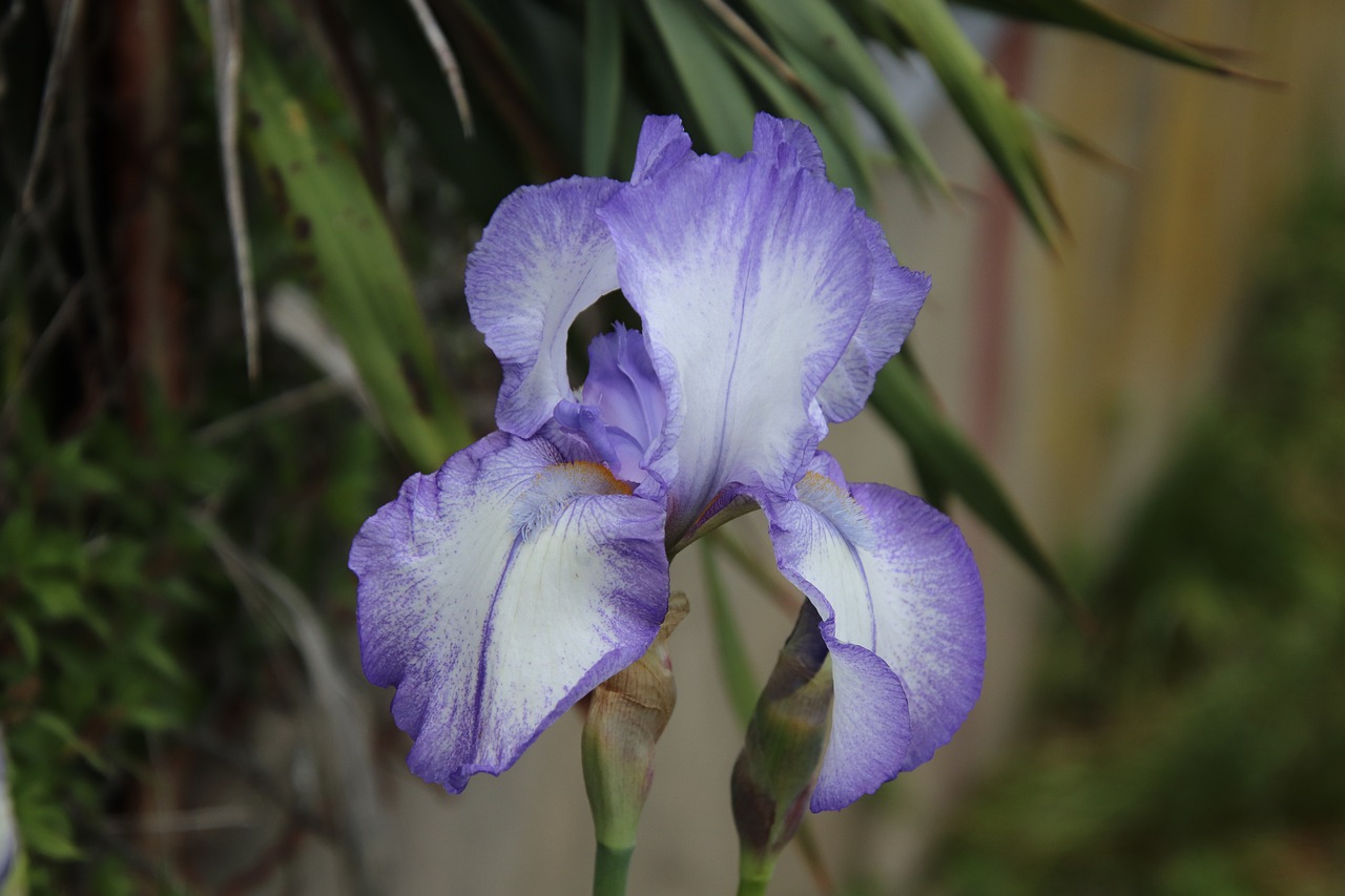 iris  flowers  spring free photo