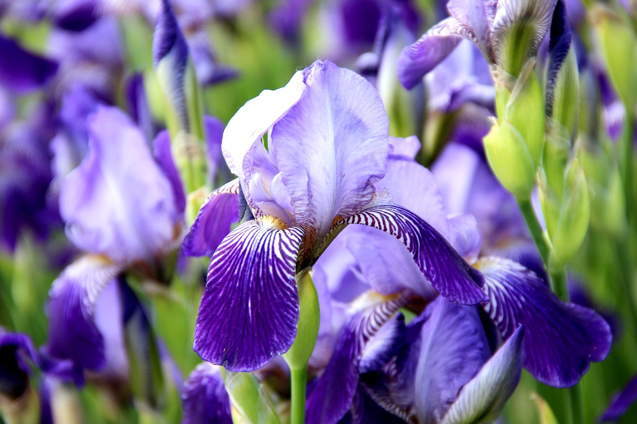 iris  flowers  background free photo