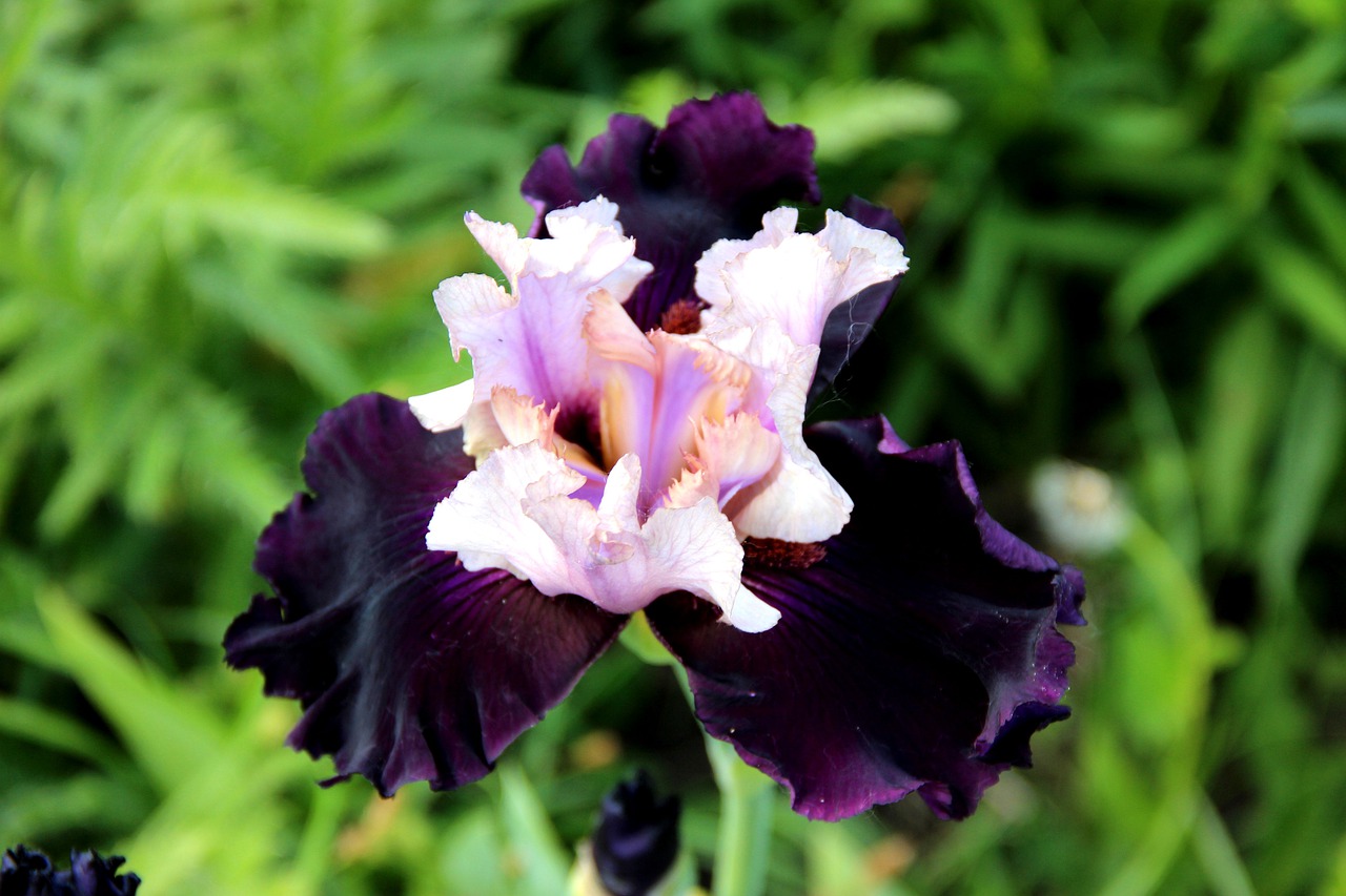 iris  flower  botanica free photo