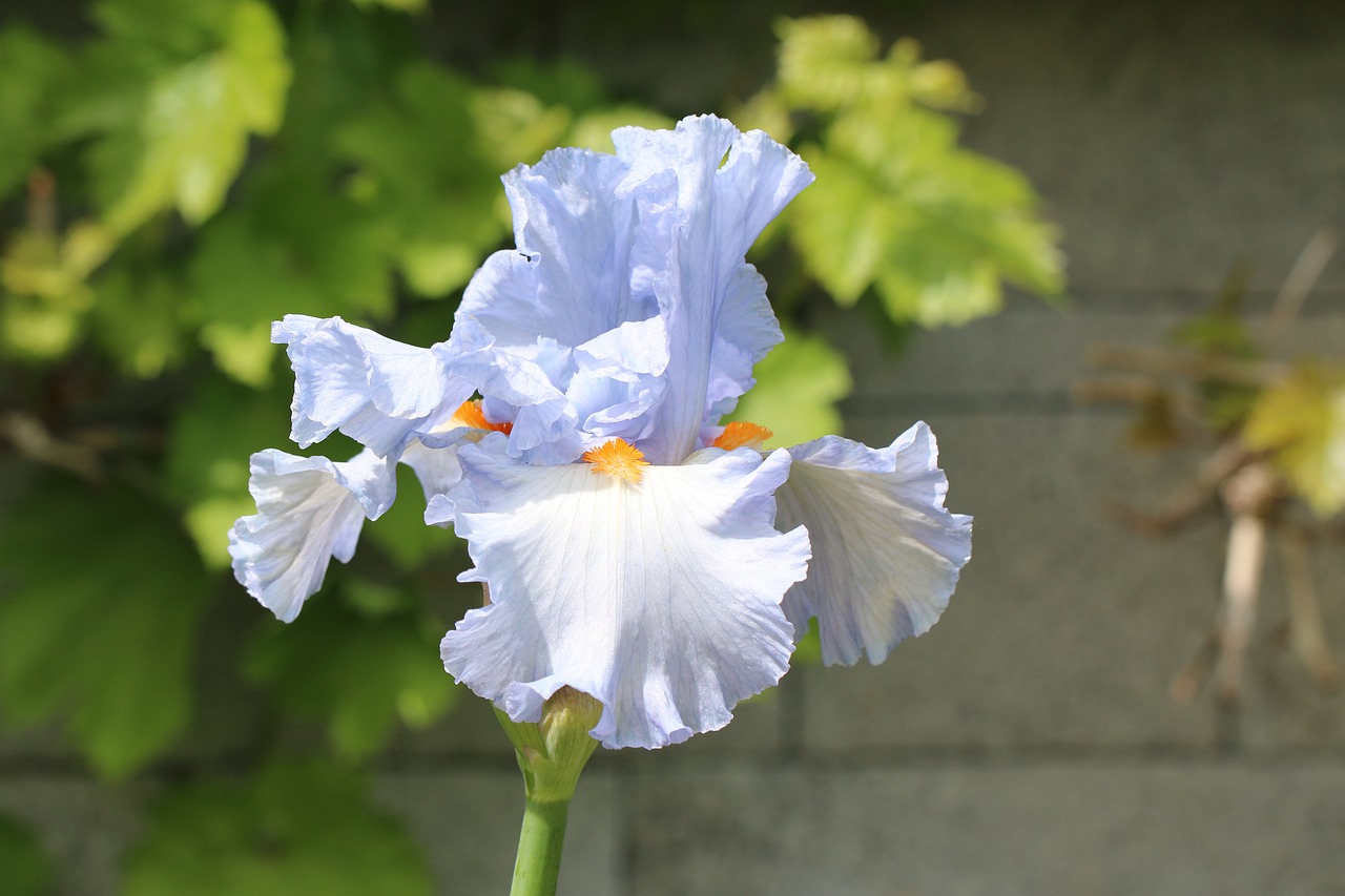 iris  blue  bulb free photo