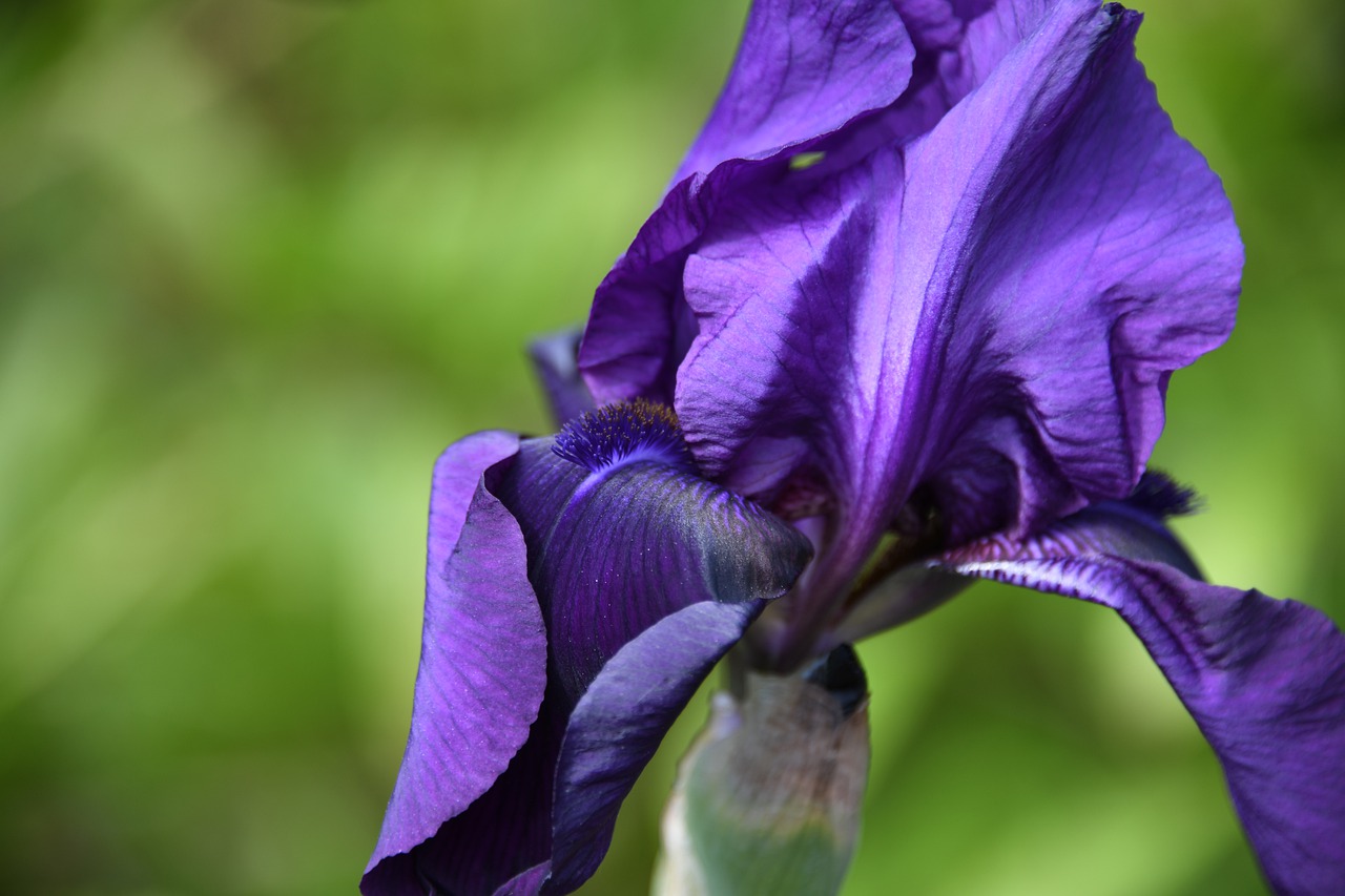iris  purple  flower free photo