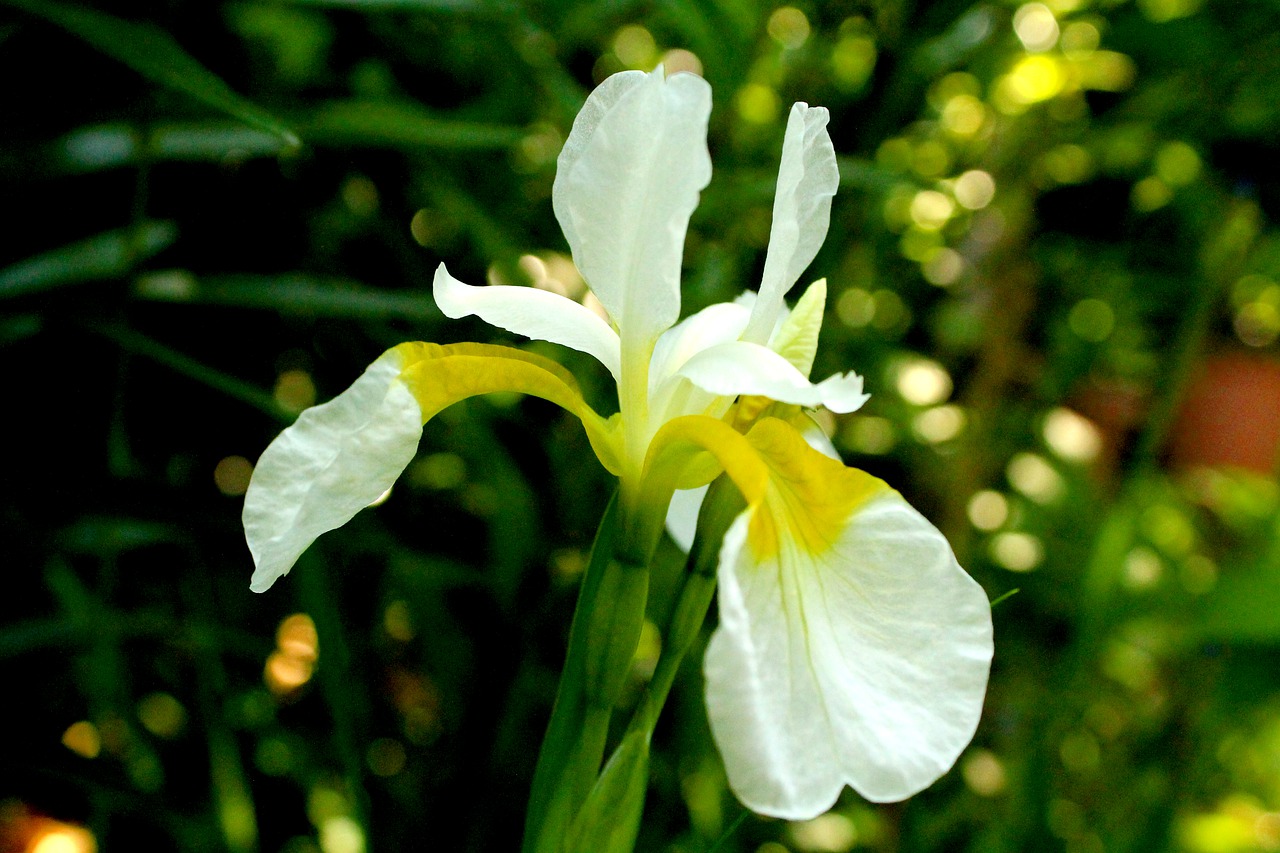 iris  spring  white flowers free photo