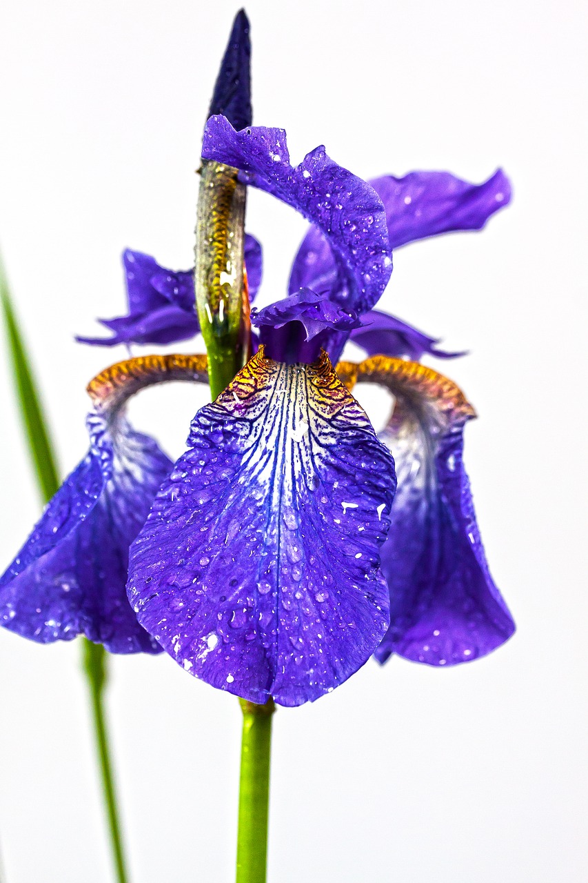 iris  violet  dwarf lily free photo