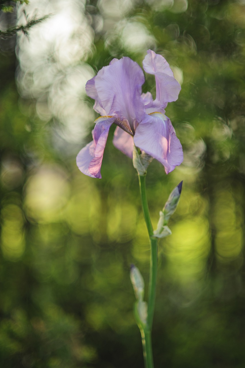 iris  flower  spring free photo