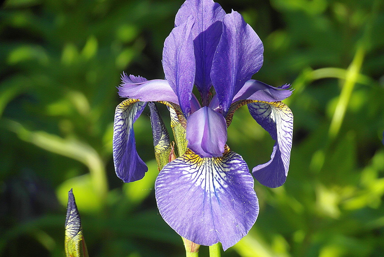 iris  flower  violet free photo