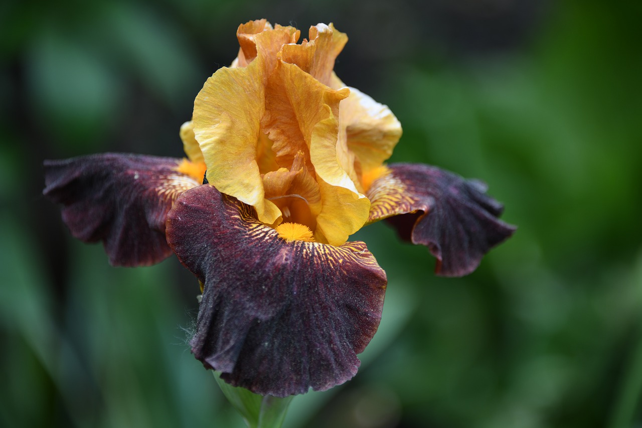 iris  flower  bloom free photo