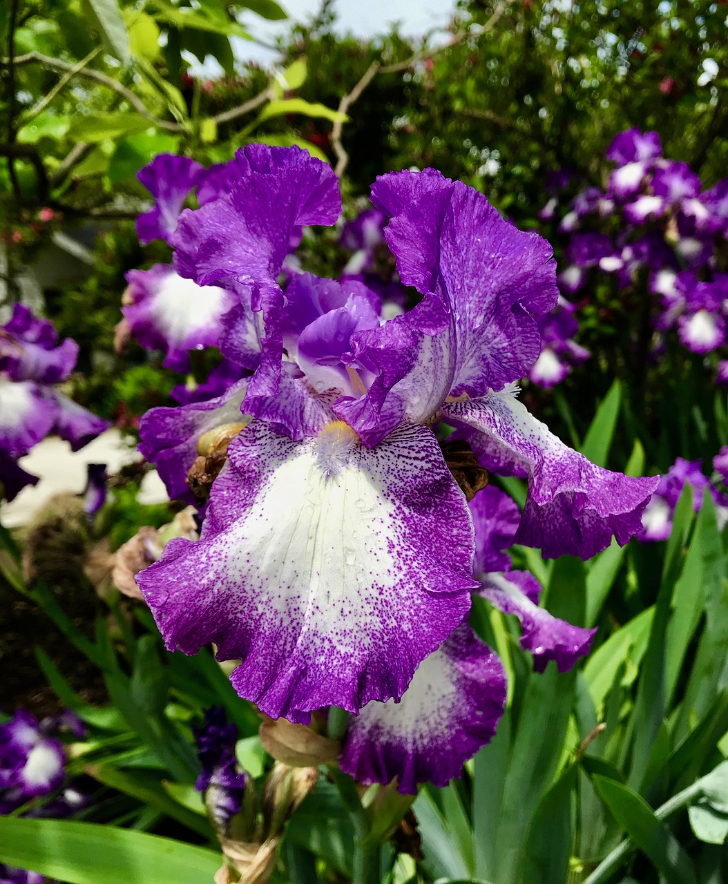 iris  flower  purple free photo