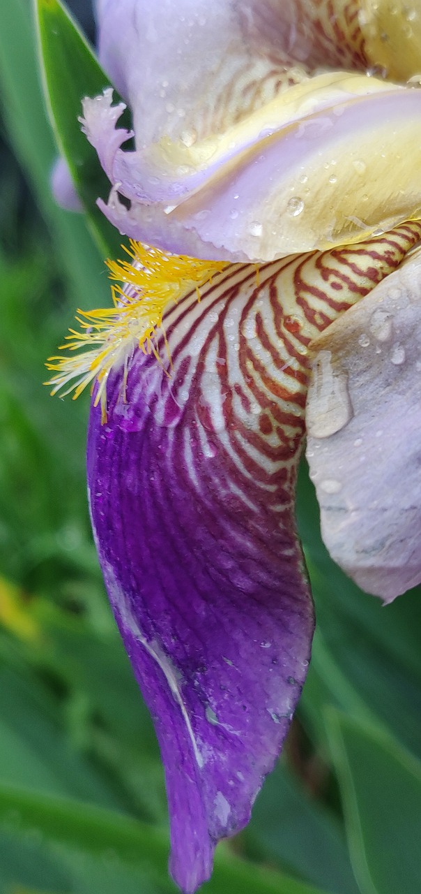 iris  flower  purple free photo