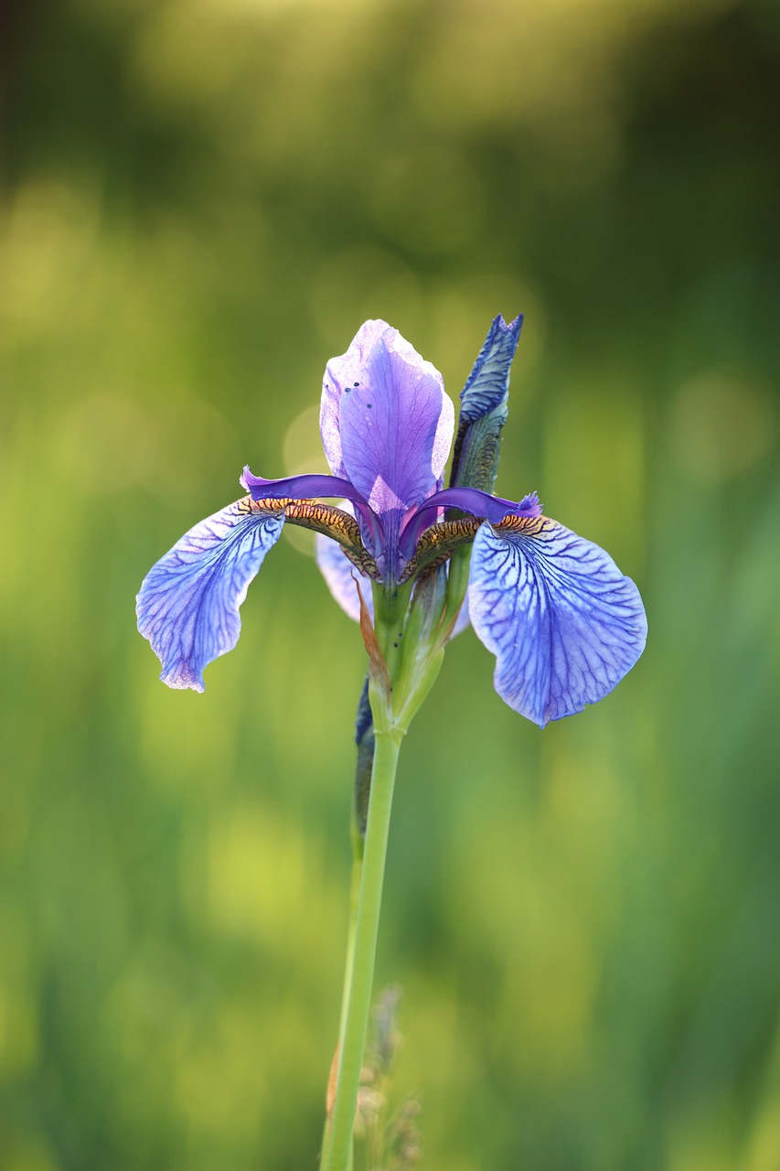 iris  blossom  bloom free photo