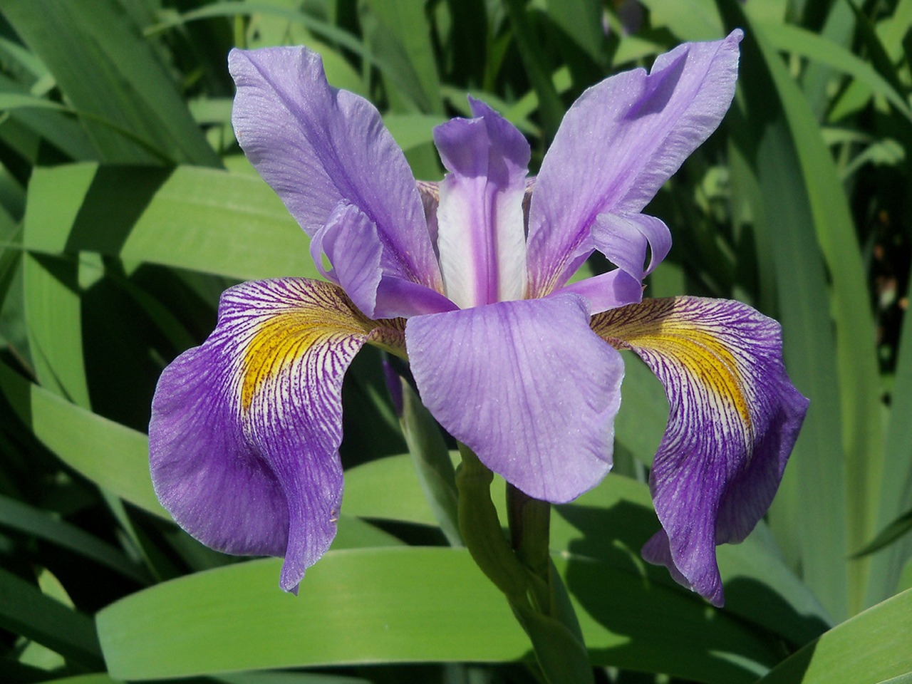 iris lilac flower free photo