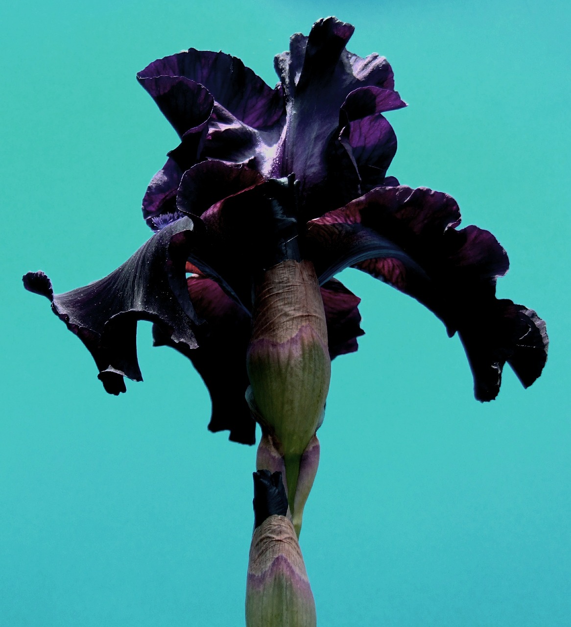 iris closeup floral free photo