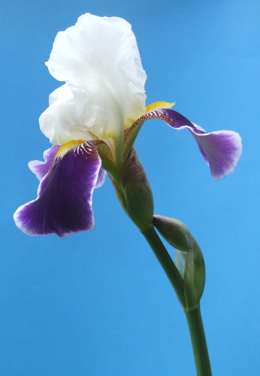 iris flower blossom free photo