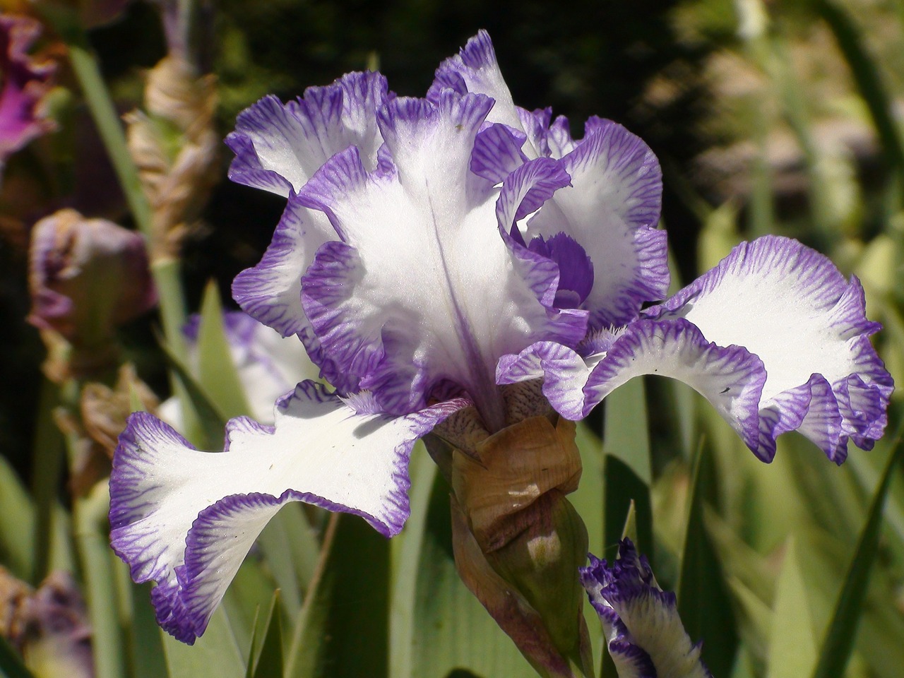 iris flower nature free photo