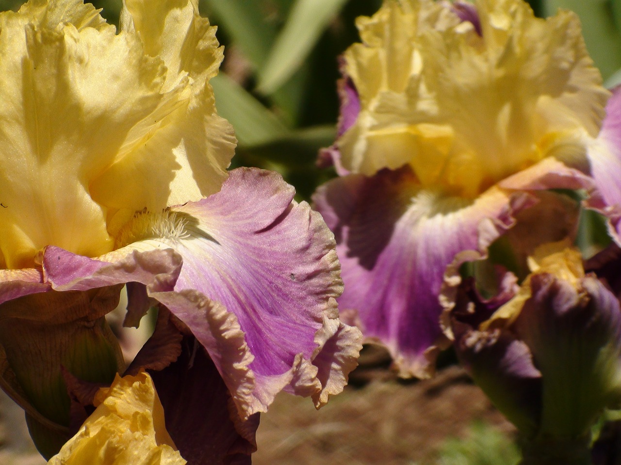 iris flower garden free photo