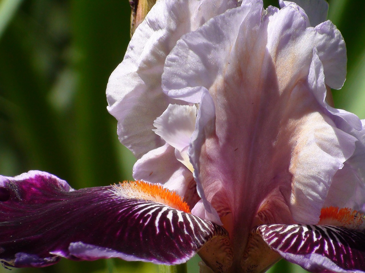 iris petals blossom free photo