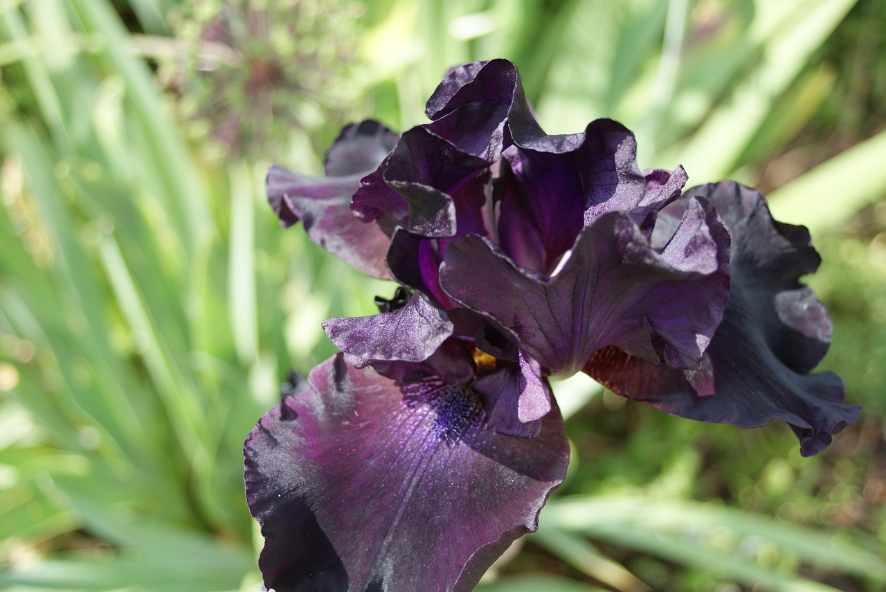 iris flower lily free photo