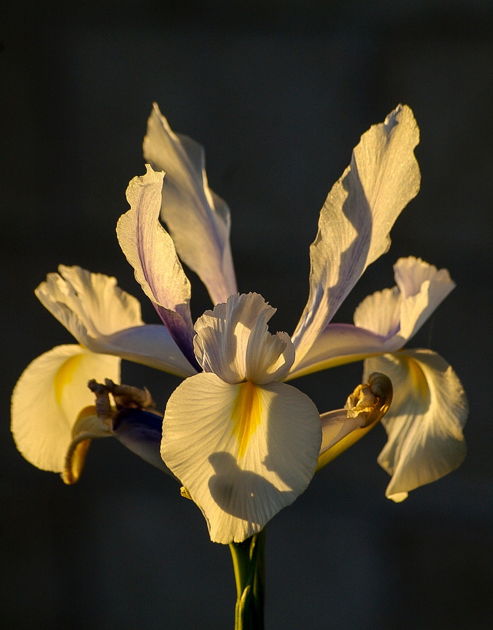 iris flower white free photo