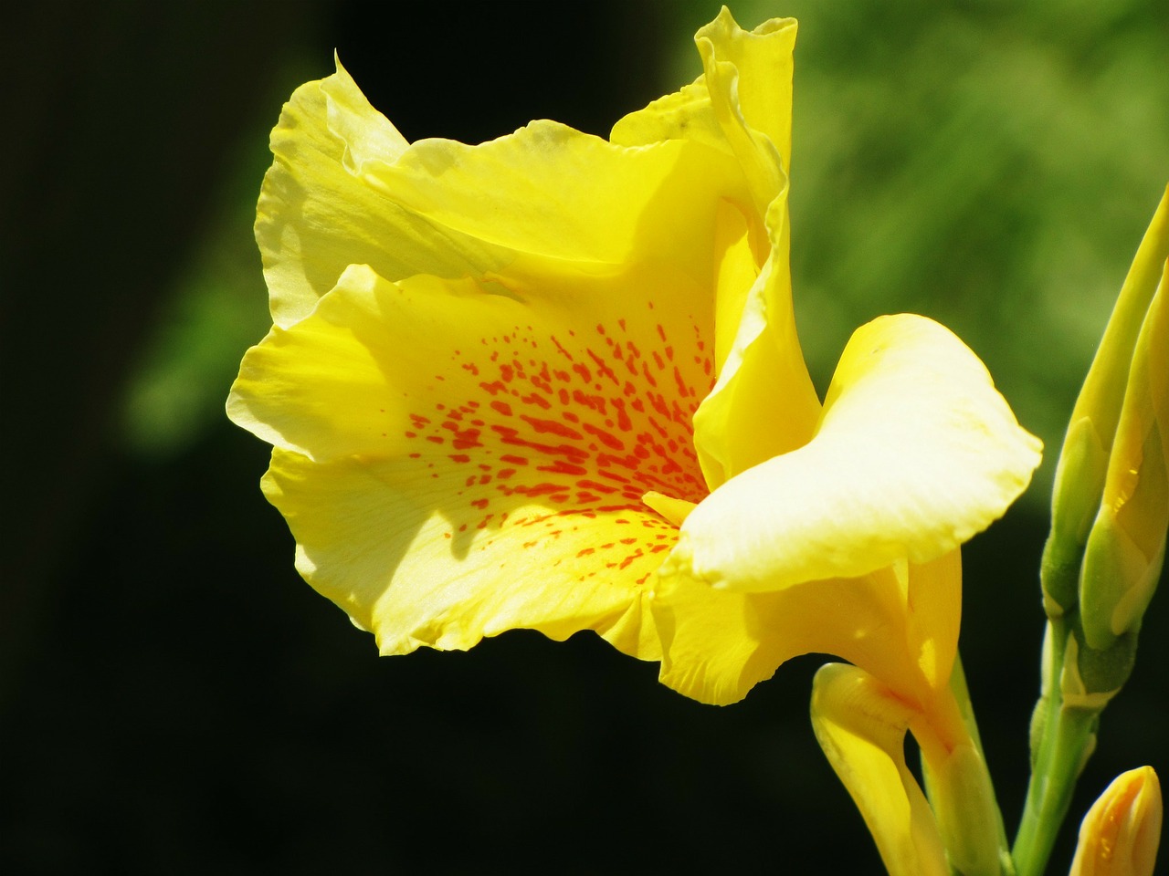 iris flower bloom free photo