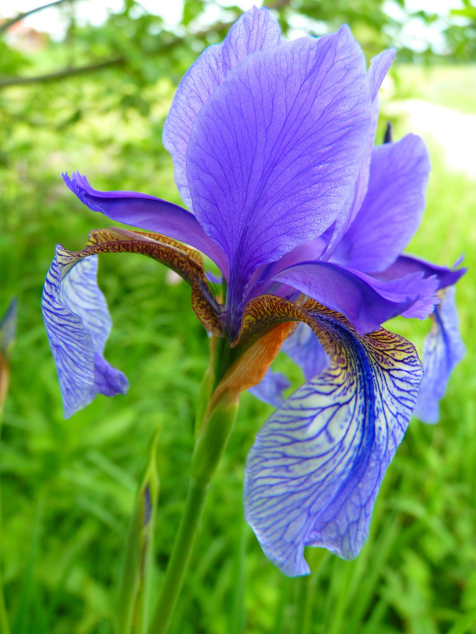 iris flower blue free photo