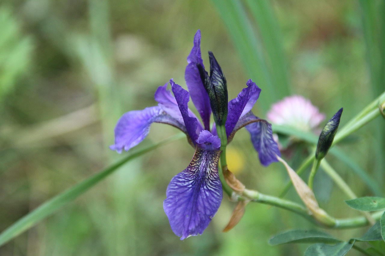 iris violet lilac free photo